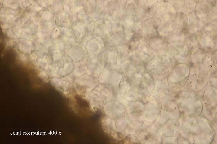 macrostoma