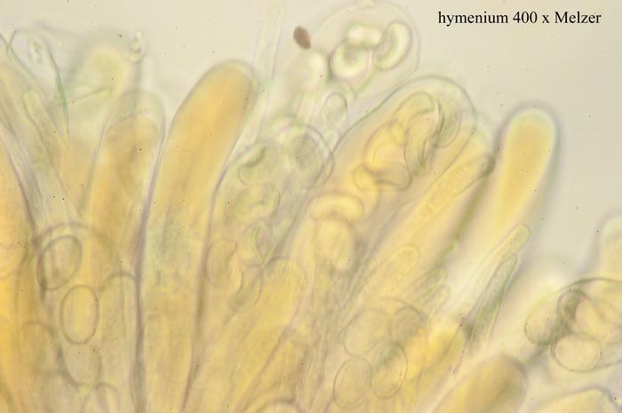 macrostoma