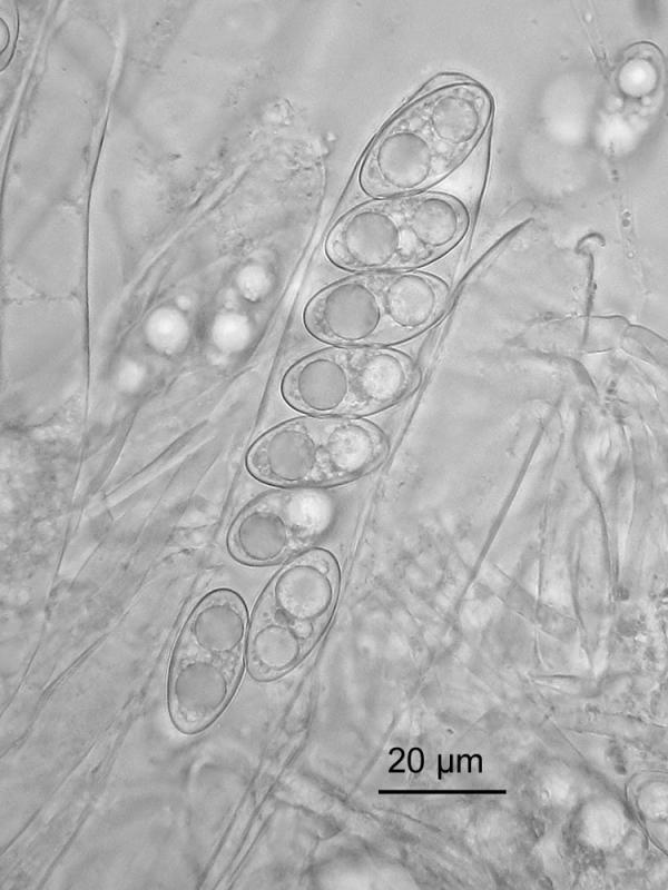 macrostoma