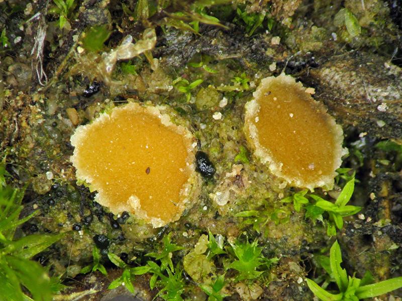 macrostoma