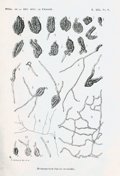 macrostoma