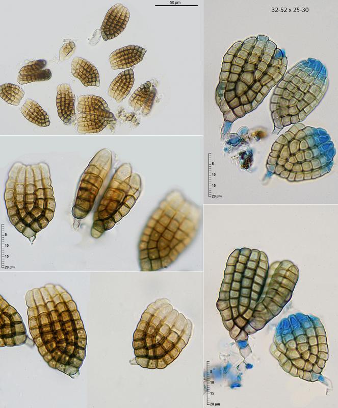 macrostoma