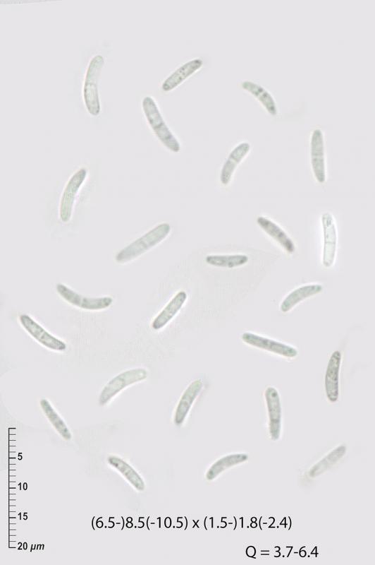 macrostoma