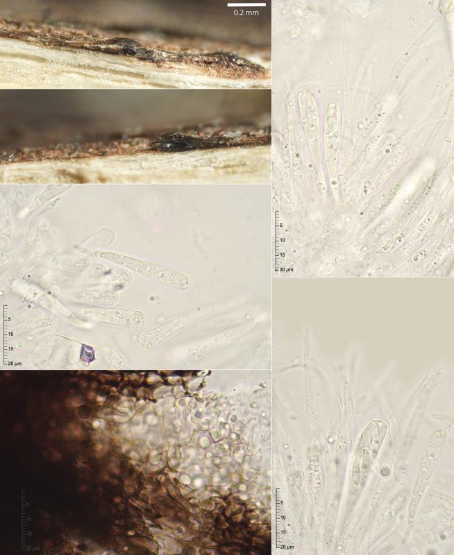 macrostoma
