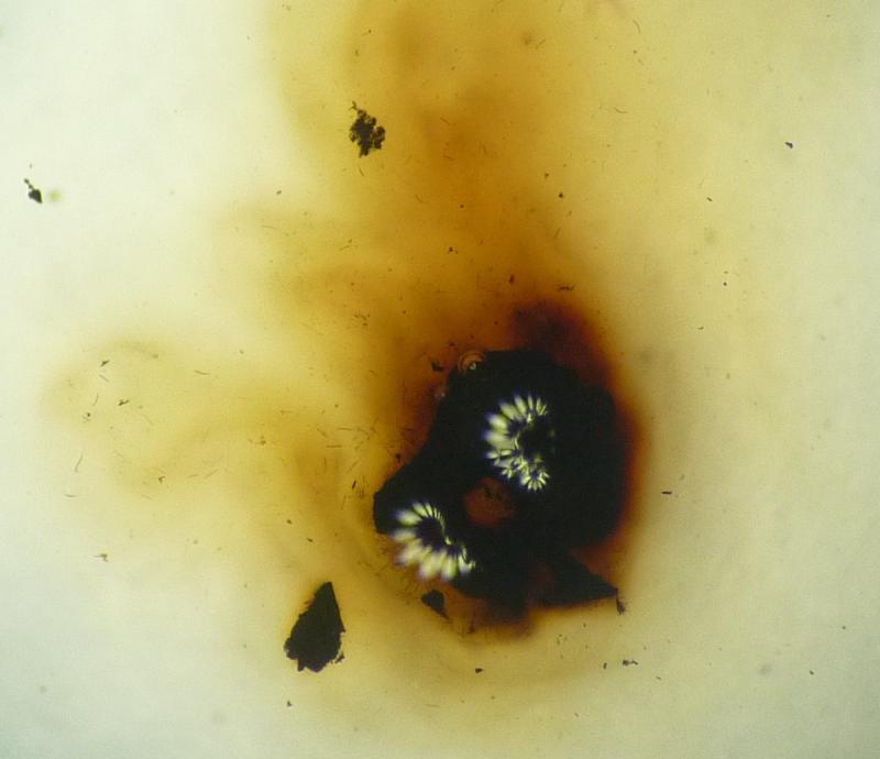 macrostoma