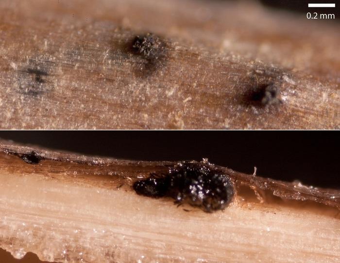 macrostoma