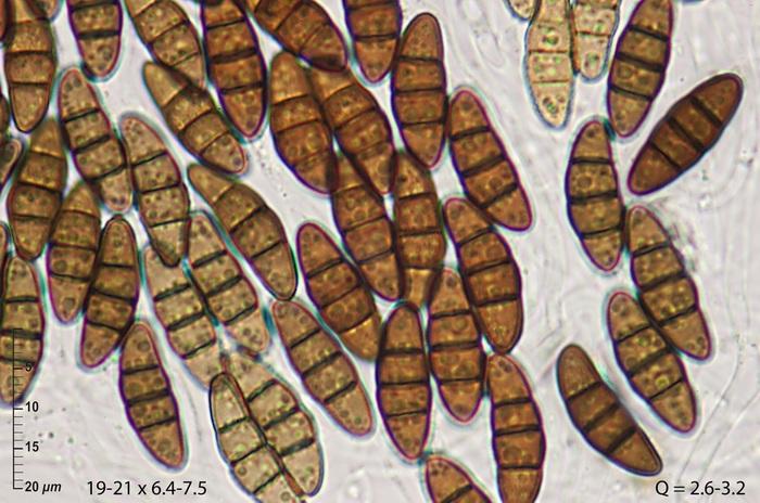 macrostoma