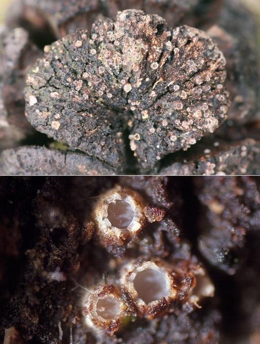 macrostoma
