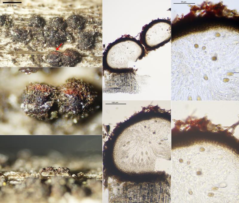 macrostoma