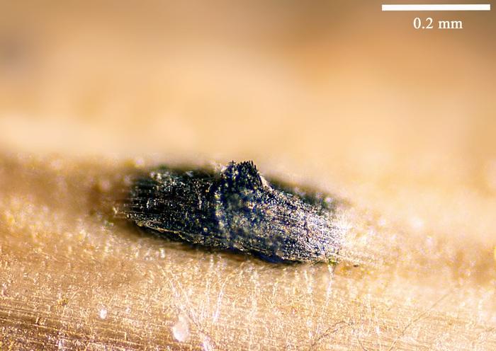 macrostoma