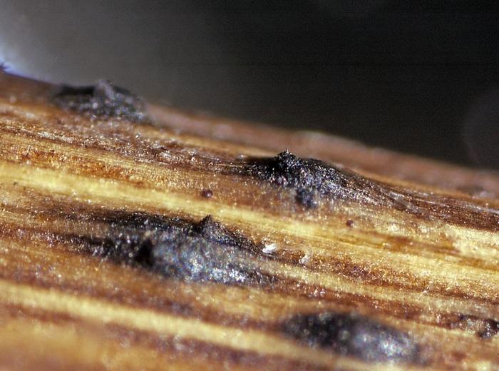 macrostoma