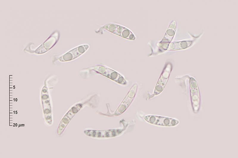 macrostoma