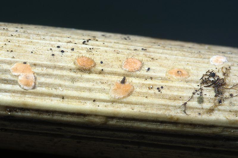 macrostoma