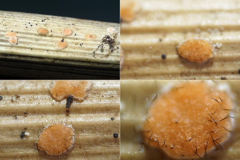 macrostoma