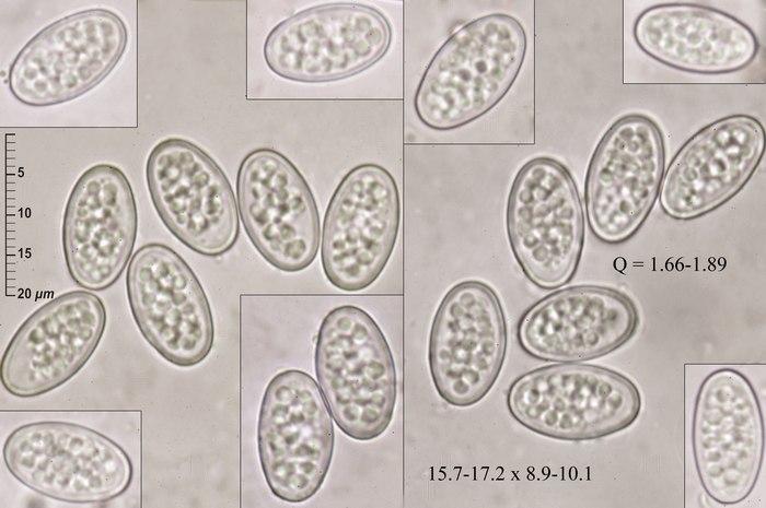 macrostoma