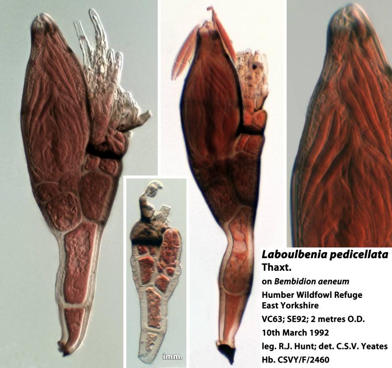 macrostoma