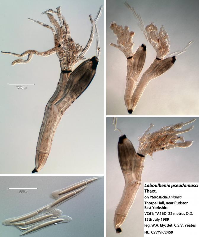 macrostoma