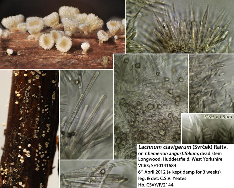 macrostoma