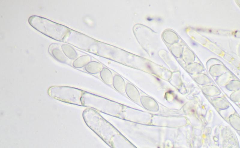 macrostoma