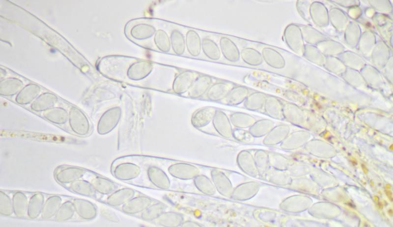 macrostoma