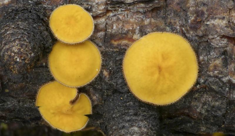 macrostoma