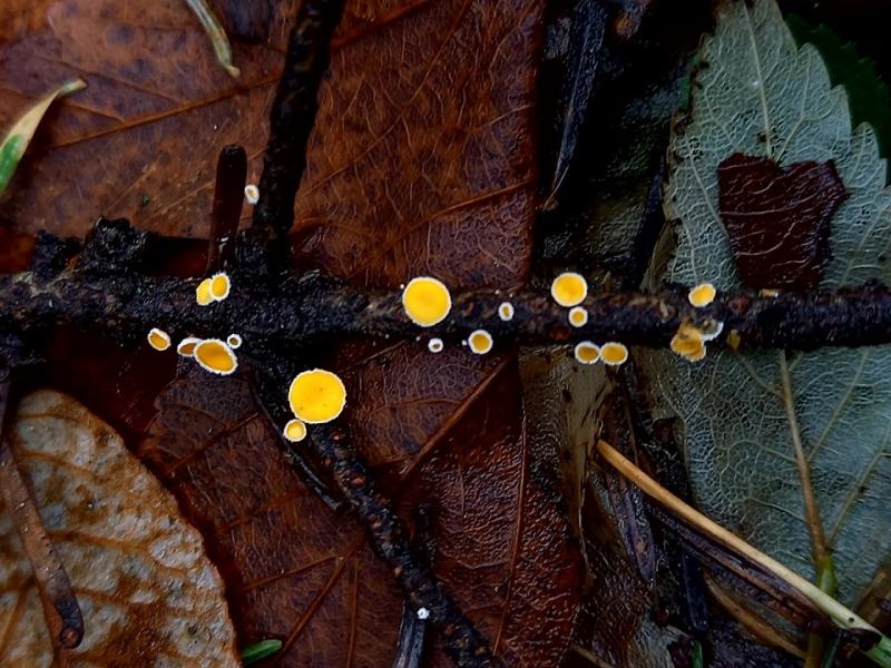 macrostoma