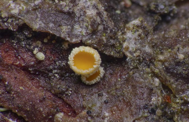 macrostoma