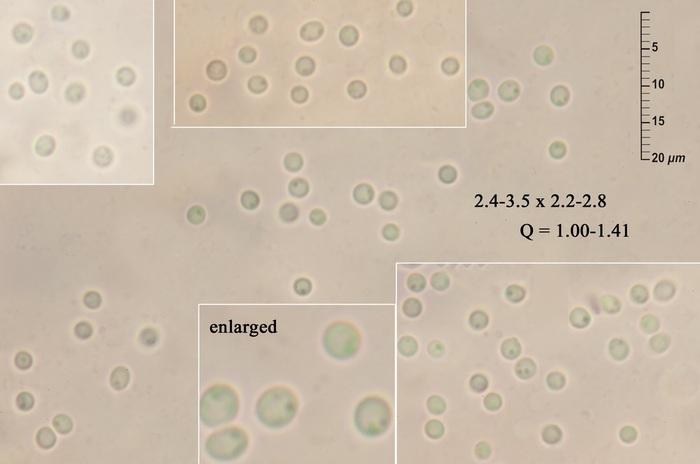macrostoma