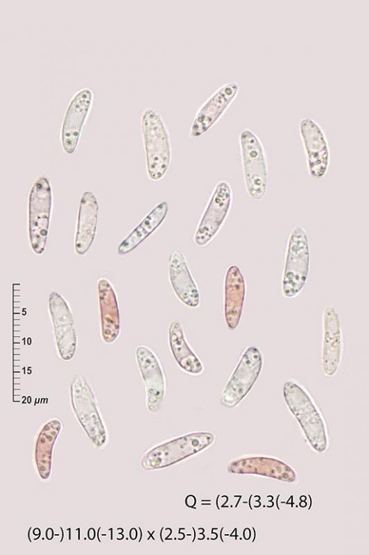 macrostoma