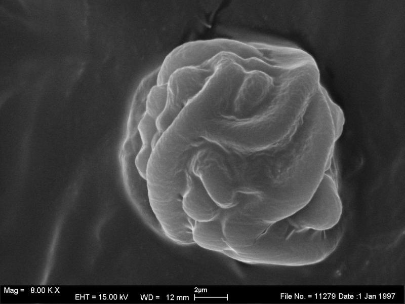 macrostoma
