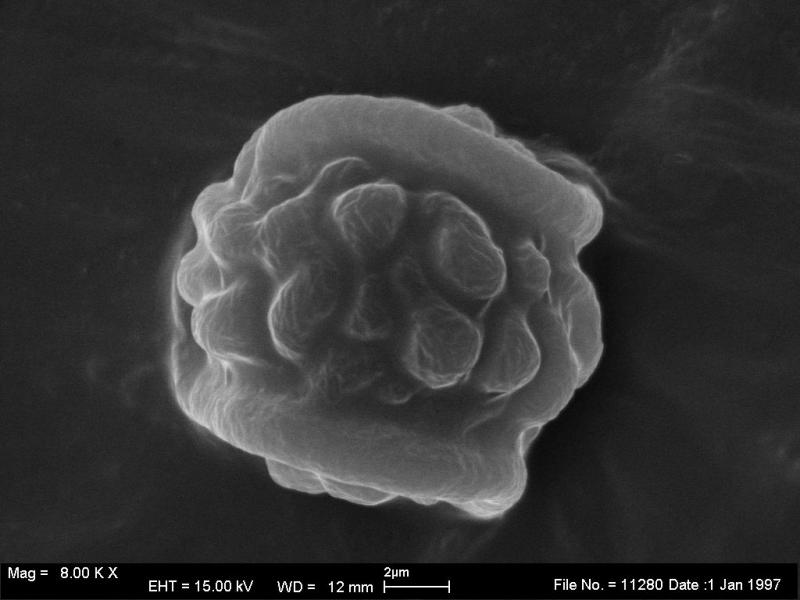 macrostoma