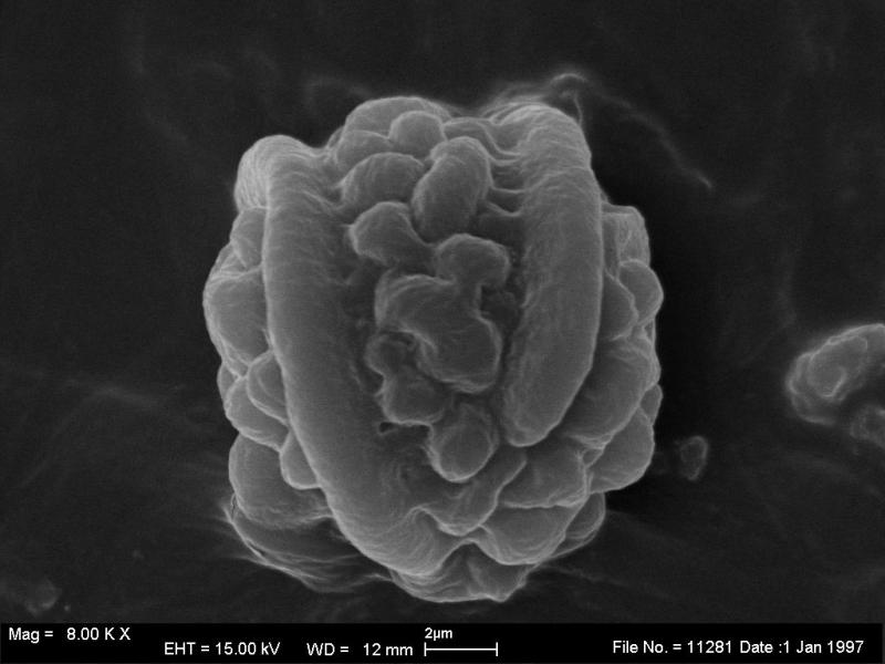 macrostoma