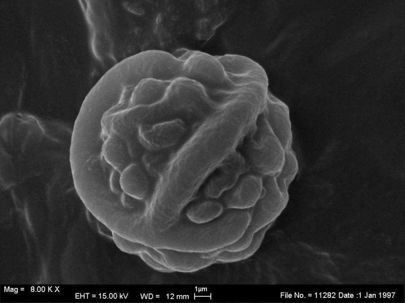 macrostoma
