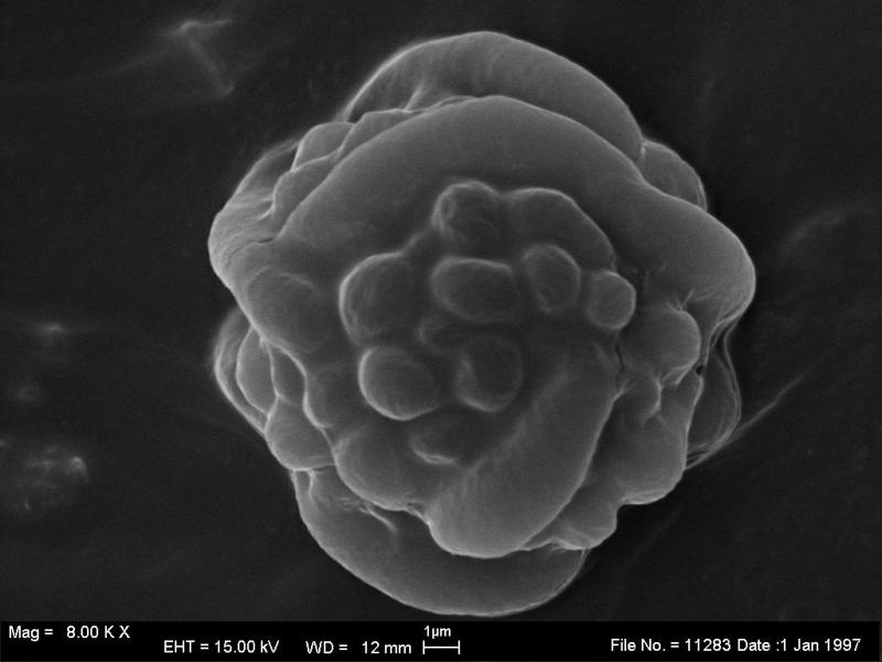 macrostoma