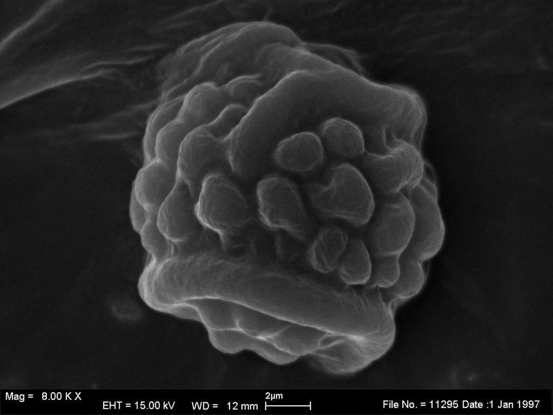macrostoma