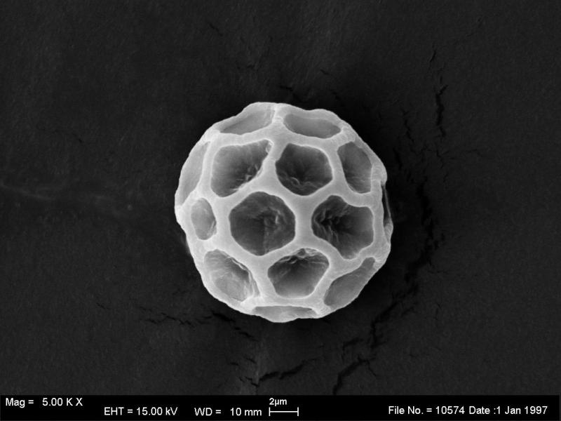 macrostoma