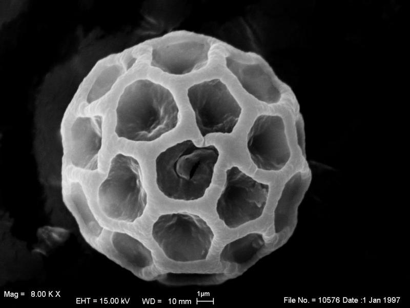macrostoma