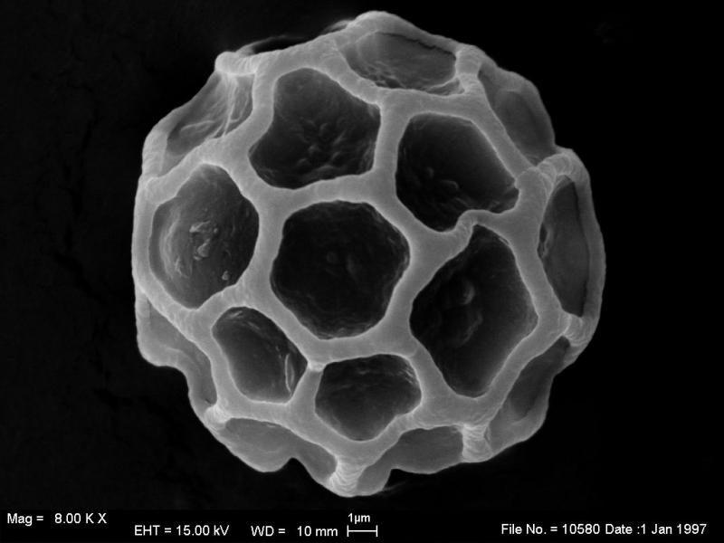 macrostoma