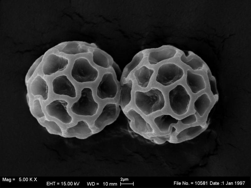macrostoma