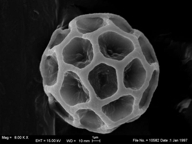 macrostoma