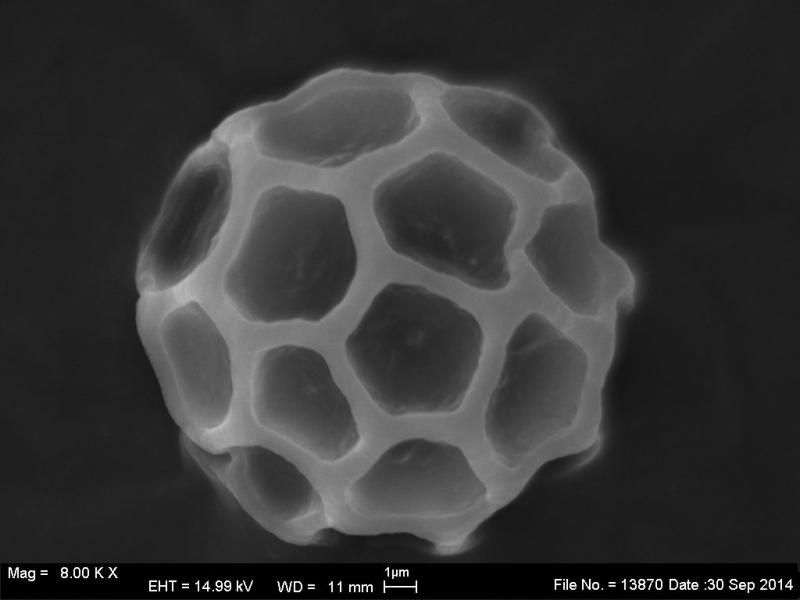 macrostoma
