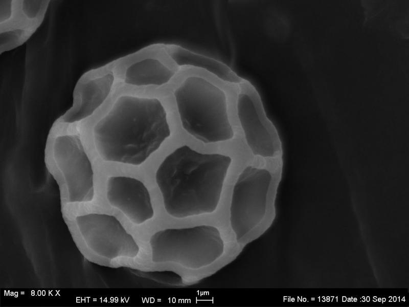 macrostoma
