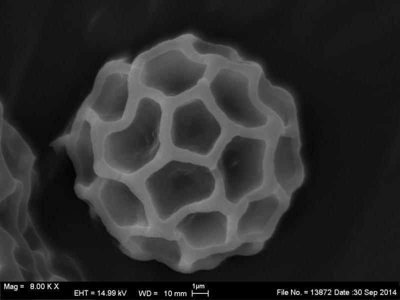 macrostoma