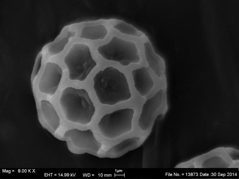 macrostoma