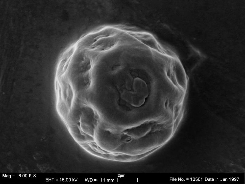macrostoma