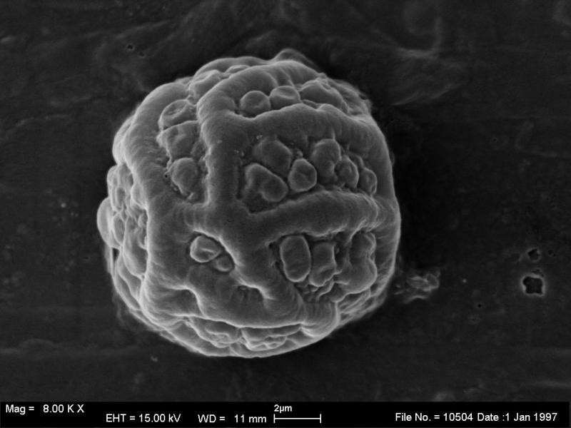 macrostoma