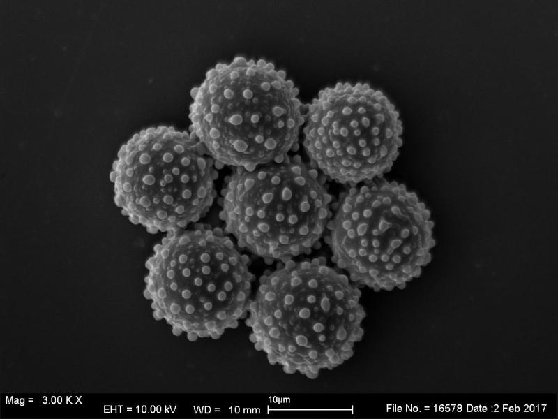 macrostoma