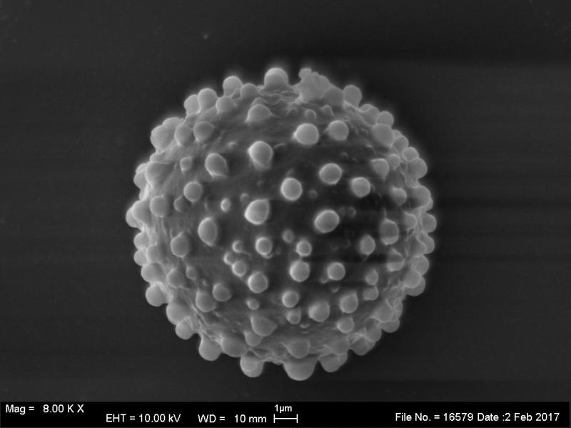 macrostoma