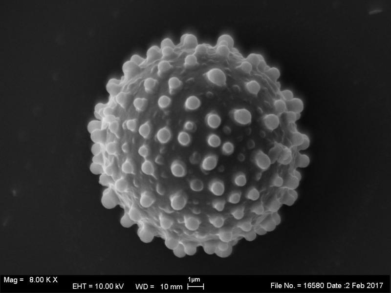 macrostoma