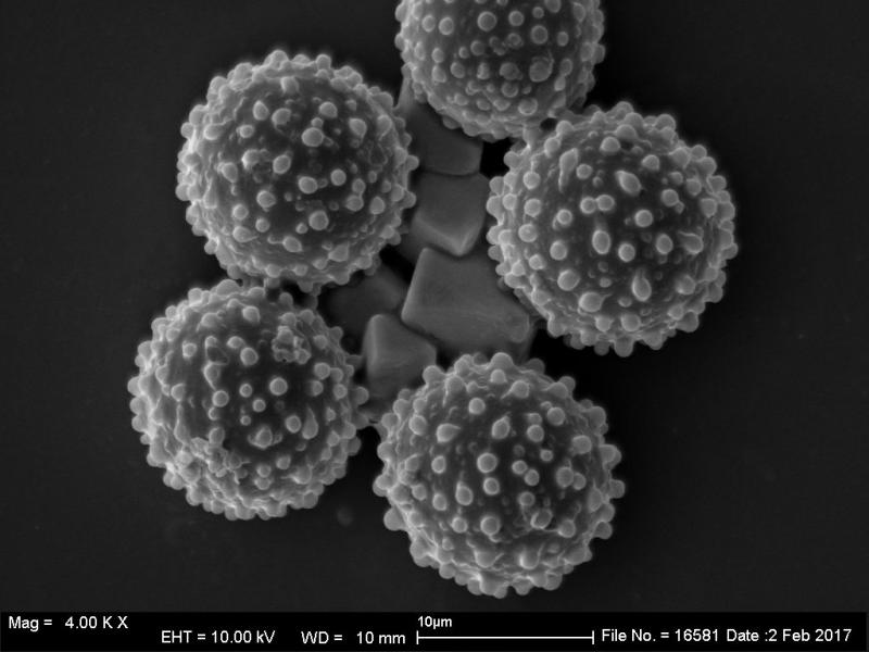 macrostoma